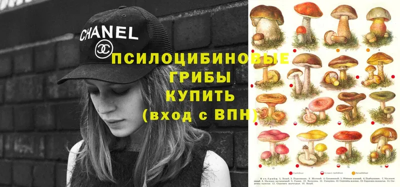 мега ссылка  Кызыл  Галлюциногенные грибы Psilocybe  закладки 